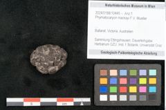 Foto (Objekt + Etikett) von Phymatocaryon mackayi F.V. Mueller (NHMW-GEO-2024-0188-10445)